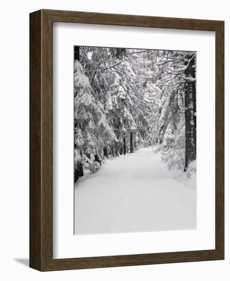 Path Through a Forest in Winter-Marcus Lange-Framed Photographic Print