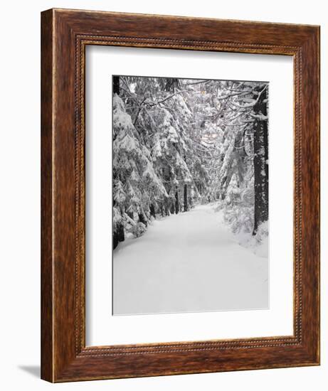 Path Through a Forest in Winter-Marcus Lange-Framed Photographic Print