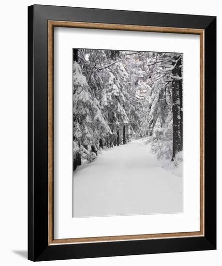 Path Through a Forest in Winter-Marcus Lange-Framed Photographic Print