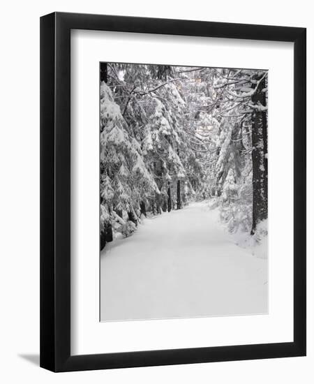 Path Through a Forest in Winter-Marcus Lange-Framed Photographic Print