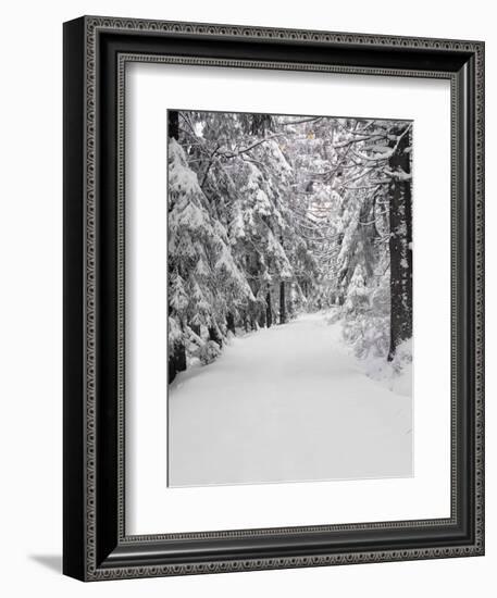 Path Through a Forest in Winter-Marcus Lange-Framed Photographic Print