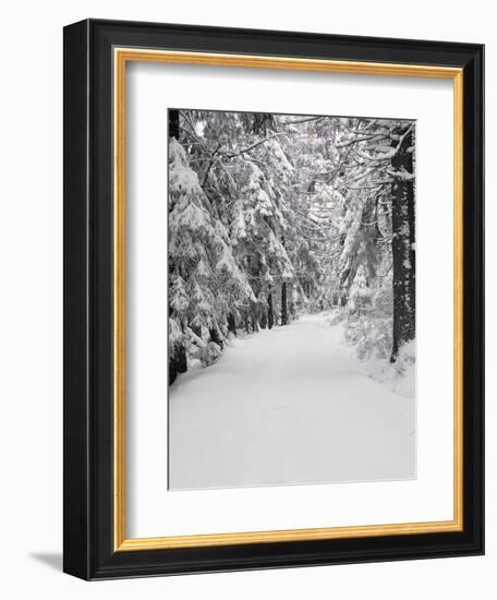 Path Through a Forest in Winter-Marcus Lange-Framed Photographic Print