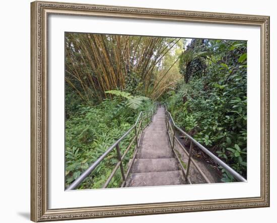 Path Through Bamboo Forest, Akaka Falls State Park, Hawaii, USA-Rob Tilley-Framed Photographic Print