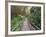 Path Through Bamboo Forest, Akaka Falls State Park, Hawaii, USA-Rob Tilley-Framed Photographic Print