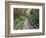 Path Through Bamboo Forest, Akaka Falls State Park, Hawaii, USA-Rob Tilley-Framed Photographic Print