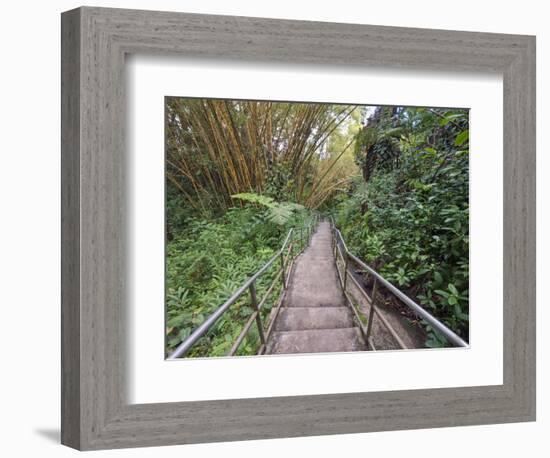 Path Through Bamboo Forest, Akaka Falls State Park, Hawaii, USA-Rob Tilley-Framed Photographic Print