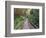 Path Through Bamboo Forest, Akaka Falls State Park, Hawaii, USA-Rob Tilley-Framed Photographic Print