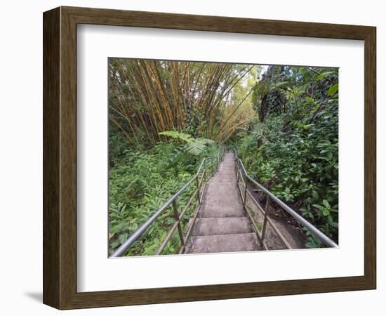 Path Through Bamboo Forest, Akaka Falls State Park, Hawaii, USA-Rob Tilley-Framed Photographic Print