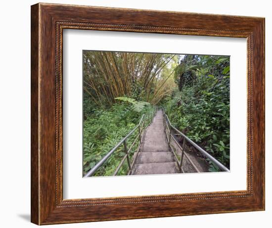 Path Through Bamboo Forest, Akaka Falls State Park, Hawaii, USA-Rob Tilley-Framed Photographic Print