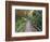 Path Through Bamboo Forest, Akaka Falls State Park, Hawaii, USA-Rob Tilley-Framed Photographic Print