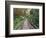 Path Through Bamboo Forest, Akaka Falls State Park, Hawaii, USA-Rob Tilley-Framed Photographic Print