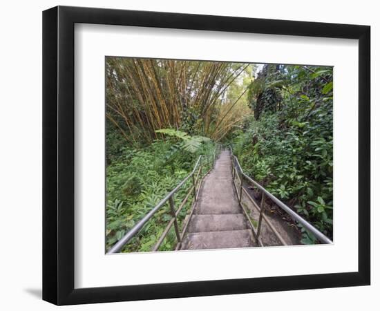 Path Through Bamboo Forest, Akaka Falls State Park, Hawaii, USA-Rob Tilley-Framed Photographic Print