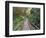 Path Through Bamboo Forest, Akaka Falls State Park, Hawaii, USA-Rob Tilley-Framed Photographic Print