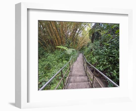 Path Through Bamboo Forest, Akaka Falls State Park, Hawaii, USA-Rob Tilley-Framed Photographic Print