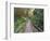 Path Through Bamboo Forest, Akaka Falls State Park, Hawaii, USA-Rob Tilley-Framed Photographic Print