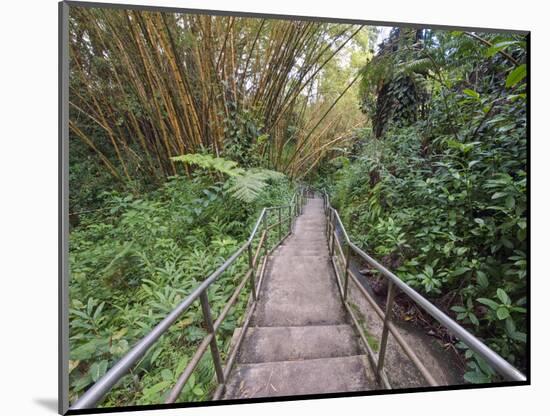 Path Through Bamboo Forest, Akaka Falls State Park, Hawaii, USA-Rob Tilley-Mounted Photographic Print