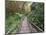 Path Through Bamboo Forest, Akaka Falls State Park, Hawaii, USA-Rob Tilley-Mounted Photographic Print