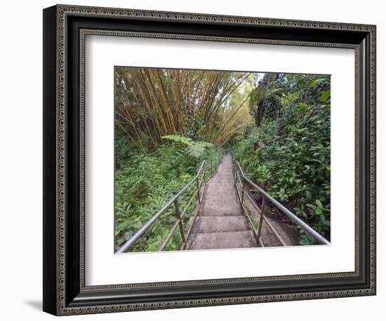 Path Through Bamboo Forest, Akaka Falls State Park, Hawaii, USA-Rob Tilley-Framed Photographic Print