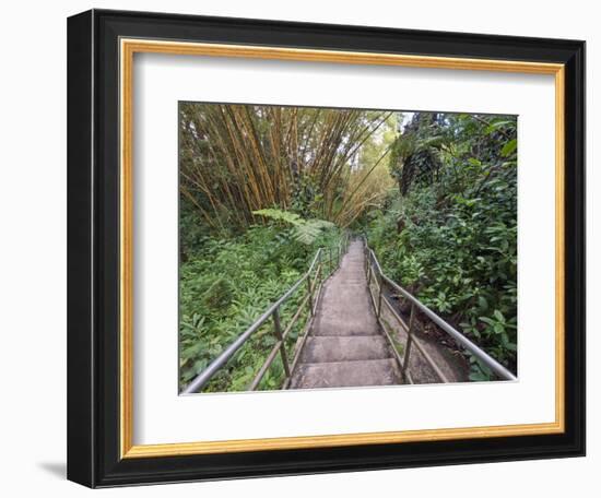 Path Through Bamboo Forest, Akaka Falls State Park, Hawaii, USA-Rob Tilley-Framed Photographic Print