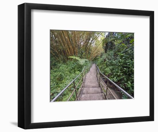 Path Through Bamboo Forest, Akaka Falls State Park, Hawaii, USA-Rob Tilley-Framed Photographic Print