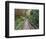 Path Through Bamboo Forest, Akaka Falls State Park, Hawaii, USA-Rob Tilley-Framed Photographic Print