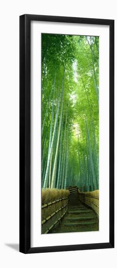 Path Through Bamboo Forest Kyoto Japan--Framed Photographic Print