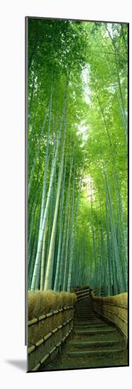 Path Through Bamboo Forest Kyoto Japan-null-Mounted Photographic Print
