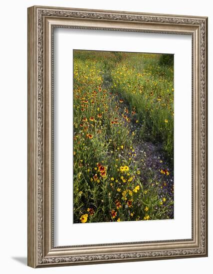 Path through Coreopsis and Fire Wheel wildflowers, Uvalde, Texas.-Larry Ditto-Framed Photographic Print