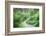 Path Through Forest  3-Janet Slater-Framed Photographic Print