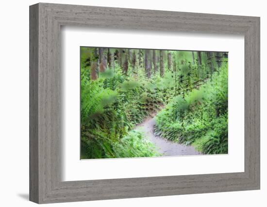 Path Through Forest  3-Janet Slater-Framed Photographic Print