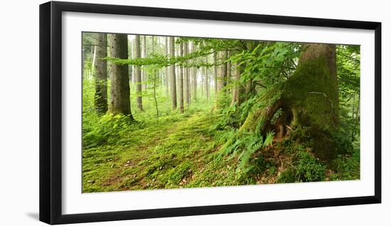 Path Through Nearly Natural Spruce Forest, Ammergau Alps, Saulgrub, Bavaria, Germany-Andreas Vitting-Framed Photographic Print