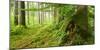 Path Through Nearly Natural Spruce Forest, Ammergau Alps, Saulgrub, Bavaria, Germany-Andreas Vitting-Mounted Photographic Print