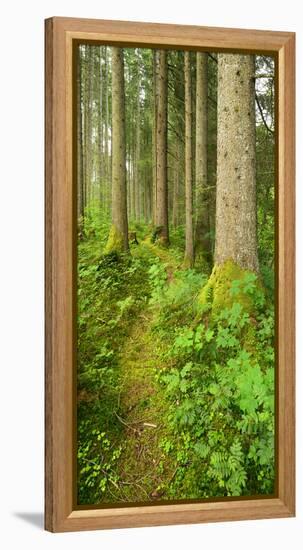 Path Through Nearly Natural Spruce Forest, Ammergau Alps, Saulgrub, Bavaria, Germany-Andreas Vitting-Framed Premier Image Canvas