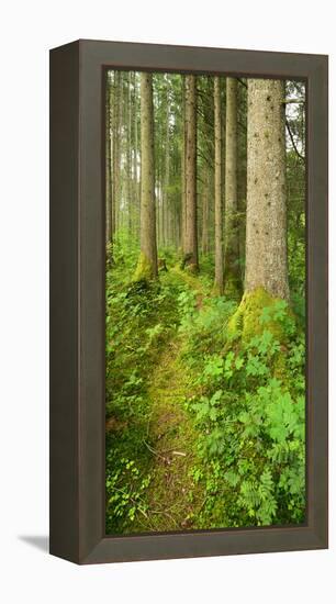 Path Through Nearly Natural Spruce Forest, Ammergau Alps, Saulgrub, Bavaria, Germany-Andreas Vitting-Framed Premier Image Canvas