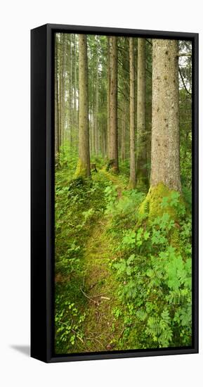 Path Through Nearly Natural Spruce Forest, Ammergau Alps, Saulgrub, Bavaria, Germany-Andreas Vitting-Framed Premier Image Canvas