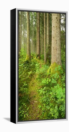 Path Through Nearly Natural Spruce Forest, Ammergau Alps, Saulgrub, Bavaria, Germany-Andreas Vitting-Framed Premier Image Canvas