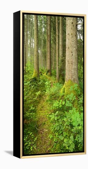 Path Through Nearly Natural Spruce Forest, Ammergau Alps, Saulgrub, Bavaria, Germany-Andreas Vitting-Framed Premier Image Canvas