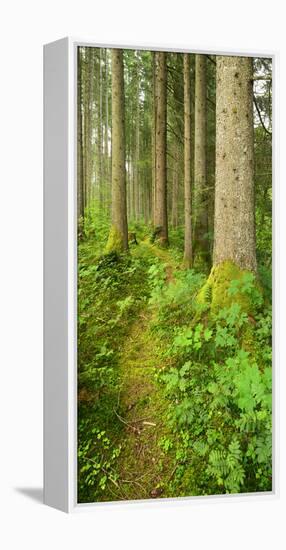 Path Through Nearly Natural Spruce Forest, Ammergau Alps, Saulgrub, Bavaria, Germany-Andreas Vitting-Framed Premier Image Canvas