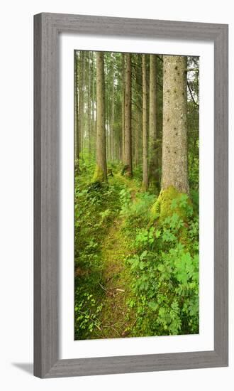 Path Through Nearly Natural Spruce Forest, Ammergau Alps, Saulgrub, Bavaria, Germany-Andreas Vitting-Framed Photographic Print