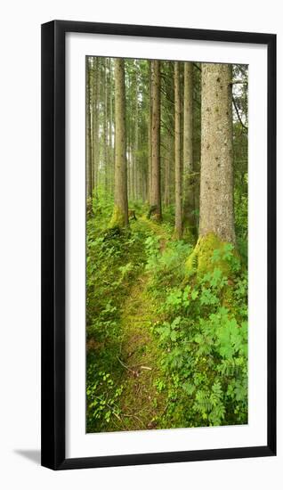 Path Through Nearly Natural Spruce Forest, Ammergau Alps, Saulgrub, Bavaria, Germany-Andreas Vitting-Framed Photographic Print
