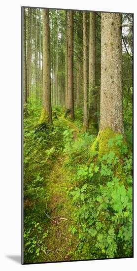 Path Through Nearly Natural Spruce Forest, Ammergau Alps, Saulgrub, Bavaria, Germany-Andreas Vitting-Mounted Photographic Print