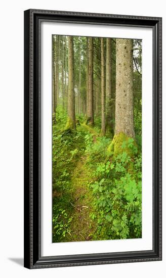 Path Through Nearly Natural Spruce Forest, Ammergau Alps, Saulgrub, Bavaria, Germany-Andreas Vitting-Framed Photographic Print