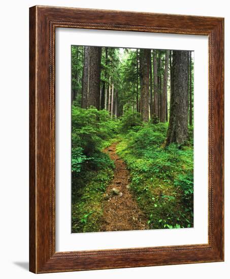 Path Through Old-Growth Rainforest, Olympic National Park, Washington, USA-Adam Jones-Framed Photographic Print