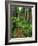 Path Through Old-Growth Rainforest, Olympic National Park, Washington, USA-Adam Jones-Framed Photographic Print