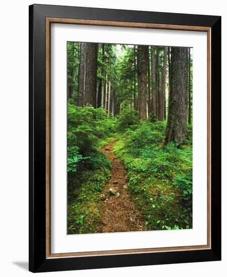 Path Through Old-Growth Rainforest, Olympic National Park, Washington, USA-Adam Jones-Framed Photographic Print