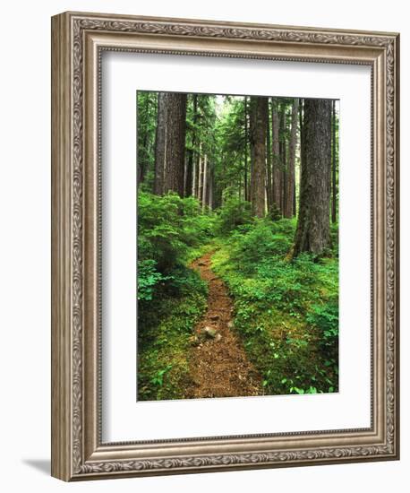 Path Through Old-Growth Rainforest, Olympic National Park, Washington, USA-Adam Jones-Framed Photographic Print