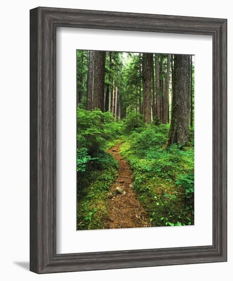 Path Through Old-Growth Rainforest, Olympic National Park, Washington, USA-Adam Jones-Framed Photographic Print