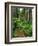 Path Through Old-Growth Rainforest, Olympic National Park, Washington, USA-Adam Jones-Framed Photographic Print