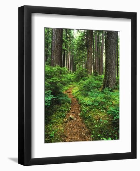 Path Through Old-Growth Rainforest, Olympic National Park, Washington, USA-Adam Jones-Framed Photographic Print