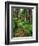 Path Through Old-Growth Rainforest, Olympic National Park, Washington, USA-Adam Jones-Framed Photographic Print